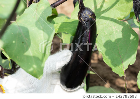 一名男子手捧自家菜園即將成熟的茄子（八月）茄子採摘 142798698