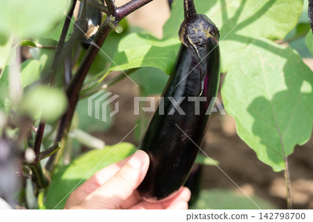一名男子手捧自家菜園即將成熟的茄子(八月)茄子採摘 一名男子手捧自家菜園即將成熟的茄子(八月)茄子採摘 142798700