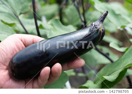 A man holding eggplants he harvested from his home garden in a field (August) Eggplant harvesting A man holding eggplants he harvested from his home garden in a field (August) Eggplant harvesting 142798705