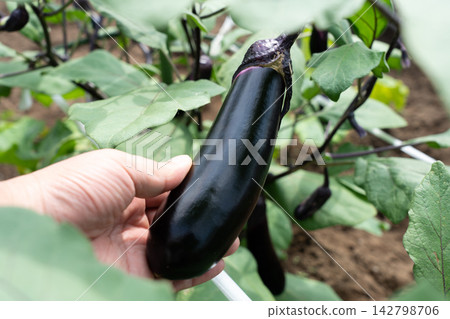 一名男子手捧自家菜園即將成熟的茄子（八月）茄子採摘 142798706