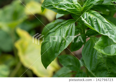 Basil cultivation in a home garden, receiving sunlight (August) - Basil leaves Basil cultivation in a home garden, receiving sunlight (August) - Basil leaves 142798723