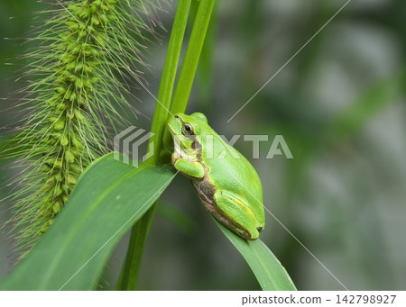 A Japanese tree frog sitting in a loaf position on a leaf. A Japanese tree frog sitting in a loaf position on a leaf. 142798927