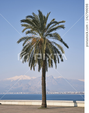 beautiful palm tree and sky background beautiful palm tree and sky background 142799098
