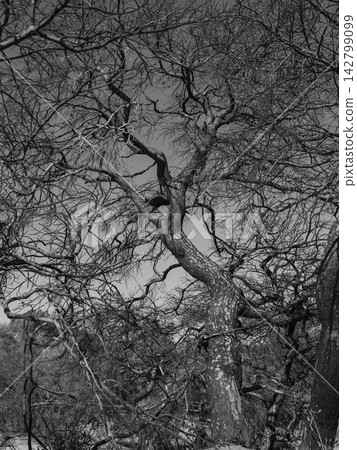 burned trees and dramatic landscape burned trees and dramatic landscape 142799099