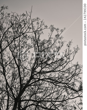 beautiful tree and sky background beautiful tree and sky background 142799100
