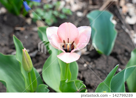Close-up view of a delicate light pink tulip blooming in a garden, showing dark stamens and yellow pistil inside the open flower head. Spring floral background with green leaves and a small tulip bud Close-up view of a delicate light pink tulip blooming in a garden, showing dark stamens and yellow pistil inside the open flower head. Spring floral background with green leaves and a small tulip bud 142799289