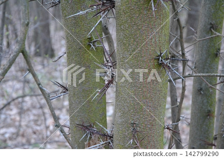 Close-up view of a Honey Locust, Gleditsia triacanthos, tree trunk covered with sharp, long thorns in a natural spring forest. Concept of plant defense mechanism, natural barriers, and biological Close-up view of a Honey Locust, Gleditsia triacanthos, tree trunk covered with sharp, long thorns in a natural spring forest. Concept of plant defense mechanism, natural barriers, and biological 142799290
