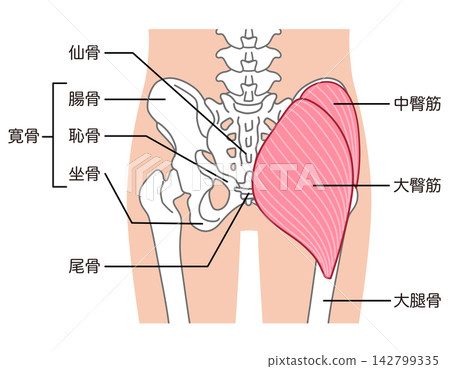 Gluteus maximus and gluteus medius; bones around the pelvis; hip joint Gluteus maximus and gluteus medius; bones around the pelvis; hip joint 142799335