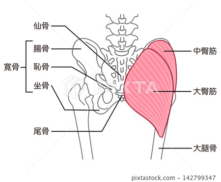 Gluteus maximus and gluteus medius; bones around the pelvis; hip joint 142799347