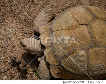 Old African tortoise in natural environment close-up 142799514