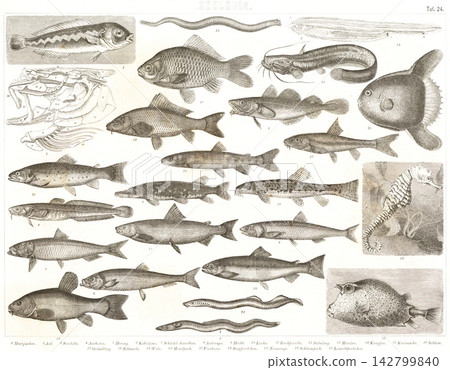 Antique illustrations: European encyclopedia - Fish Antique illustrations: European encyclopedia - Fish 142799840