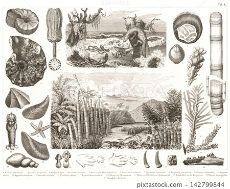 Antique illustrations: European encyclopedias, ancient creatures Antique illustrations: European encyclopedias, ancient creatures 142799844