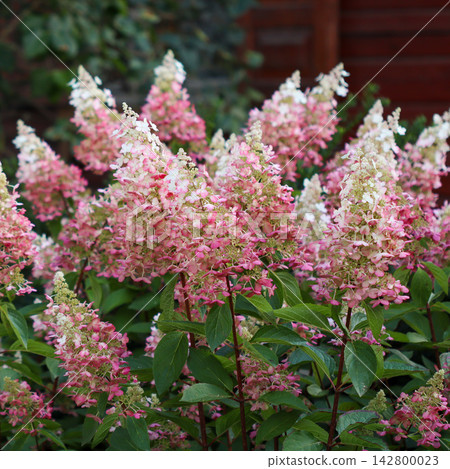 Panicle hydrangeas showcasing their beautiful pink and white blossoms. Close up view of the flowering shrub Panicle hydrangeas showcasing their beautiful pink and white blossoms. Close up view of the flowering shrub 142800023