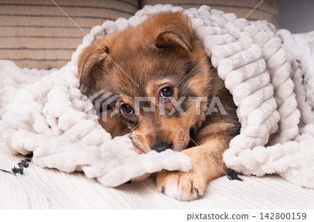 Puppy dog resting warm and cozy at home under soft blanket on a cool day Puppy dog resting warm and cozy at home under soft blanket on a cool day 142800159