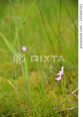 Pogonia japonica blooming in the marsh Pogonia japonica blooming in the marsh 142800162