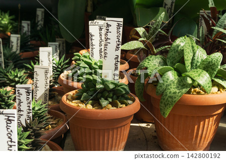 Succulents grow in pots at a garden center during a sunny afternoon Succulents grow in pots at a garden center during a sunny afternoon 142800192