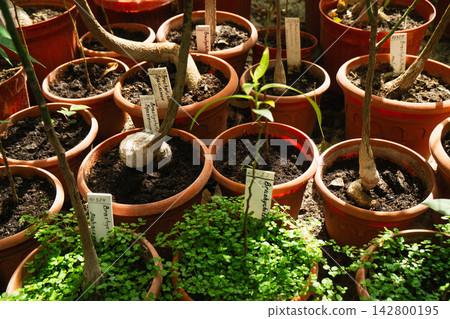 Green plants grow in pots with tags in garden area during daylight hours Green plants grow in pots with tags in garden area during daylight hours 142800195