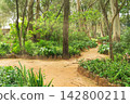 Sustainable garden pathway with green plants and trees. Marechal Carmona Park, Cascais, Portugal. 142800211