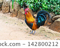 Colorful rooster walks on the ground near rocks and bushes in Portugal during the day 142800212