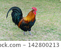 Rooster walking on grass during a sunny day in the countryside 142800213
