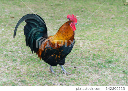 Rooster walking on grass during a sunny day in the countryside Rooster walking on grass during a sunny day in the countryside 142800213