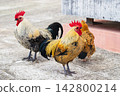 Roosters walk on the ground near a building in Portugal in the afternoon sun 142800214