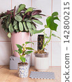 House plants placed on a table with care and attention to their health and growth needs 142800215