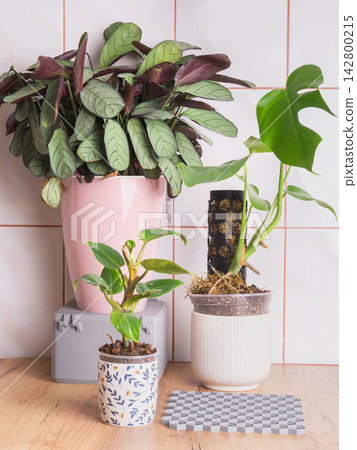 House plants placed on a table with care and attention to their health and growth needs House plants placed on a table with care and attention to their health and growth needs 142800215