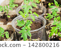 Tomato seedling plants grow in small containers on a table in a garden setting during spring season 142800216