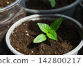 Peper plant grow in pot during spring in a garden setup 142800217