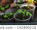 Growing seedling tomatoes in plastic containers in a garden or indoor area during springtime 142800218