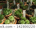 Succulent plants arranged in pots with labels at a garden center during daylight hours 142800220