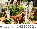 Succulent plants with labels in clay pots at a plant nursery during daylight 142800221