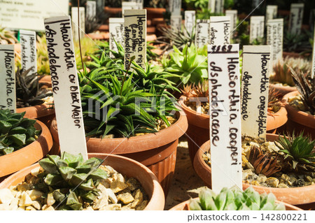 Succulent plants with labels in clay pots at a plant nursery during daylight Succulent plants with labels in clay pots at a plant nursery during daylight 142800221