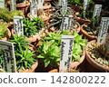 Haworthia plants from different species displayed in small pots at a garden center in daylight 142800222
