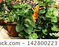 Kalanchoe blossfeldiana (Flaming Katy) Plants grow in pots with flowers in a garden on a sunny day 142800223