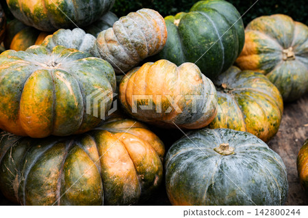 Green and Orange Pumpkins in Rustic Autumn Harvest Display 142800244