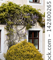 Flowering Wisteria Climbing Across Historic Building Wall 142800265