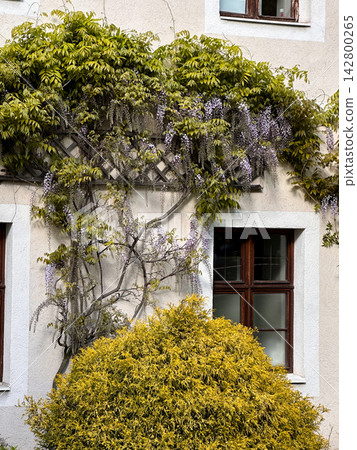Flowering Wisteria Climbing Across Historic Building Wall Flowering Wisteria Climbing Across Historic Building Wall 142800265