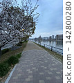 Riverside and cherry blossoms 142800280