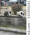 Two cats staring at each other in the park 142800281