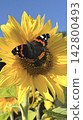 Butterfly on yellow sunflower in summer garden  142800493