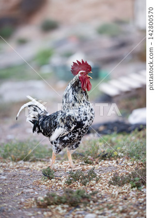 The rooster is crowing The rooster is crowing 142800570