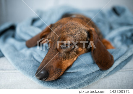 brown dachshund on a gray background. brown dachshund on a gray background. 142800571
