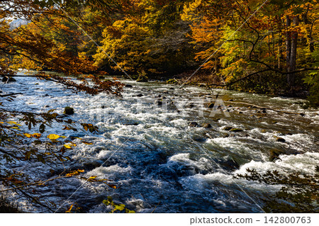 Autumn scenery of Oirase Gorge, Aomori Prefecture Autumn scenery of Oirase Gorge, Aomori Prefecture 142800763