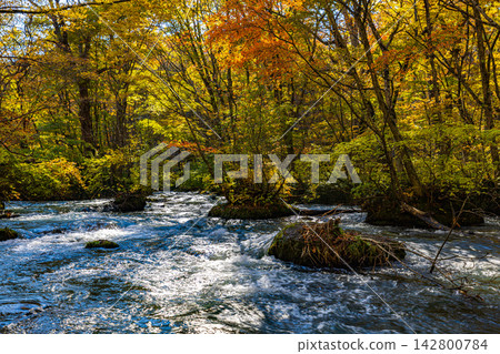 青森縣奧入瀨峽谷的秋景 青森縣奧入瀨峽谷的秋景 142800784