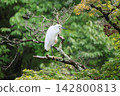 Little egret perching on a tree branch 142800813