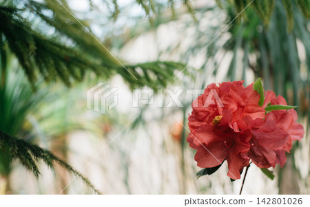Close-up view of a vibrant red tea rose, Rosa odorata, blooming in a botanical garden greenhouse, surrounded by soft blurred tropical foliage. Composition features copy space on the left side for 142801026