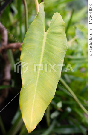 Close-up of a large heart-shaped philodendron leaf with light green color in a garden. Perfect for tropical botanical, foliage background, indoor plant, houseplant, and eco-friendly design projects. Close-up of a large heart-shaped philodendron leaf with light green color in a garden. Perfect for tropical botanical, foliage background, indoor plant, houseplant, and eco-friendly design projects. 142801028