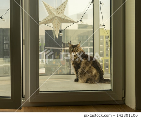 Maine Coon cat sits on a windowsill looking out at a winter city view from a high-rise apartment. A decorative star hangs in the window frame as the cat observes the snowy urban Maine Coon cat sits on a windowsill looking out at a winter city view from a high-rise apartment. A decorative star hangs in the window frame as the cat observes the snowy urban 142801100